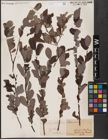 Foto von Salix aurita L.